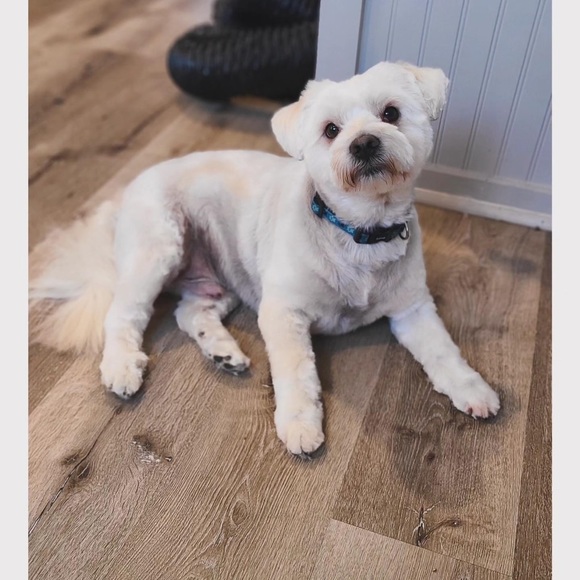 Meet your Posher, Katie - Picture 1 of 1